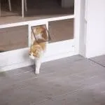 Orange-weiße Katze tritt durch eine Insektenschutz-Haustiertür auf eine Veranda.